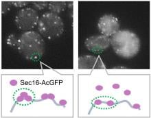 Yip3 inhibits Sec16 assembly into the ERES. When Yip3 is overexpressed, formation of the ERES by Sec16-AcGFP (fluorescent-tagged Sec16) is inhibited (right, when compared to wild type strains (left). (Kazuki Hanaoka, Mitsuki Nakazato, Philipp Schlarmann et al, Nature Communications, July 3, 2026).
