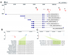 Enhancer regions containing tramtrack (ttk)-binding sites