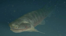 Eosteus chongqingensis