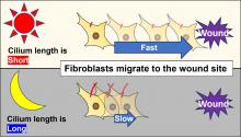 Fibroblasts changes their migration speed to the wound site depending on the circadian rhythms of primary cilium length. 