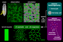 Cellular heterogeneity accelerates two steps in metamorphosis