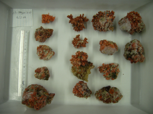 Pebble-like rhodoliths, which form a hidden seaweed ecosystem, collected from a depth of 38 m in the waters off Tanegashima Island, Kagoshima Prefecture, Japan. (Aki Kato / Hiroshima University) 