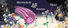 Conceptual illustration showing deep-sea osmolyte TMAO stabilizing the interaction between microtubules and kinesins. (Munmun, T. et. al., Chemical Communications, December 26, 2019)