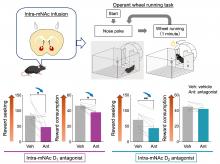 Effect of mNAc dopamine receptor inhibition on reward seeking and reward consumption.