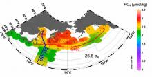 Phosphate accumulates in high concentrations in intermediate water in the entire subpolar Pacific region