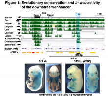 Evolutionary conservation and in vivo activity of the downstream enhancer
