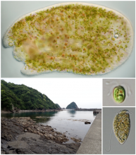An acoel (top) with two types of symbionts collected in Kochi, Japan (bottom left). The green-colored spots in the acoel are green algal (Tetraselmis) symbionts (middle right) and the brown-colored spots are dinoflagellate symbionts (bottom right). (Photos: Kevin Wakeman and Siratee Riewluang)