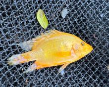 Sought after in the aquarium trade for their vibrant golden hue, Flowerhorn cichlids are becoming a concerning invasive presence in Lake Sampaloc. SOURCE: Gasmen, 2026.