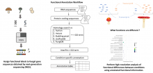 Overview of the fungal transcriptome functional annotation workflow and downstream functional analysis