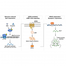 Graphical abstract