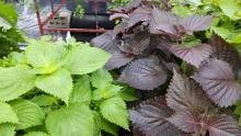 Genome editing transforms red perilla into green high-luteolin plants