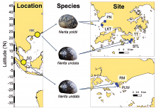 The research team selects six rocky shore sites in the Hong Kong SAR and Singapore: Tai Tam, Stanley, Lung Kwu Tan, and Pak Nai in Hong Kong, and Palawan Beach and the Rimau coast in Singapore. A hundred and twenty-six adult tropical intertidal snails of similar size (62 Nerita undata and 64 Nerita yoldii, both belonging to the family Neritidae) were collected and brought to the laboratory for analysis.