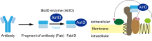 Innovative technology for the comprehensive analysis of membrane protein extracellular interactions.