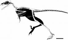 Skeletal reconstruction of Yuezhuornis yangyuanensis.