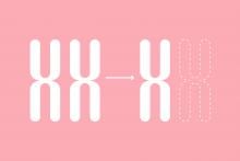 Loss of X Chromosome image