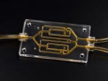 A clear microfluidic chip lying horizontally on a black surface, with golden oil visible in its channels and transparent tubing connected at both ends.