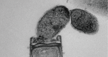 The first successful two-strain co-culture of the ultrasmall CPR bacteria Minisyncoccus archaeiphilus strain PMX.108T (=JCM 39522T). (Meri Nakajima, et al. International Journal of Systematic and Evolutionary Microbiology. February 10, 2025)