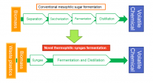 Novel thermophilic syngas fermentation process