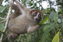 A rescued Bangka slow loris 