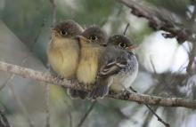 Fledgling chicks of the Pacific-slope flycatcher
