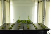 Arabidopsis plants used in one of the experiments during the study (Photo by Takeo Sato).