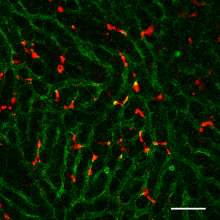 After intravenous injection into mice, STING-lipid nanoparticles (red) transported through blood vessels(green) accumulate in the liver (Takashi Nakamura, et al. Journal for ImmunoTherapy of Cancer. July 2, 2021). 