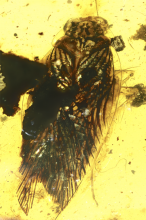 Photo of the entire amber-encased fossil specimen of Huablattula hui, a cretaceous cockroach (Ryo Taniguchi, et al. The Science of Nature. September 28, 2021).