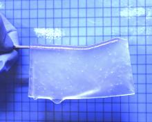  Photograph of the semitransparent hydrogel used in this study. (Satoshi Tanikawa, et al. Scientific Reports. February 14, 2023)