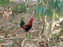 Red junglefowl, the species from which the chicken was domesticated (Photo: Masaki Eda).