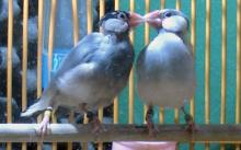 Pair-bonded Java sparrows examined in the study. (Photo: Soma Lab)