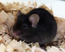 A C57BL/6 mouse used in the study (Photo: Haruka Wada)