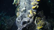 Deep-sea hydrothermal vent 'Crab Spa'