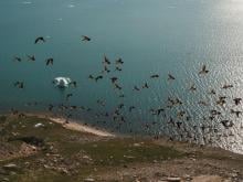 Little auks flying over the colony (Siorapaluk, Greenland, 2022; Photo: Monica Ogawa).