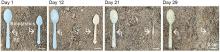 A spoon made of the new DNA-polysaccharide bioplastic (right) designed from natural plant-derived molecular structures. When buried in soil with a conventional polyethylene (PE) spoon (left), the bioplastic fully degraded in as little as 29 days.