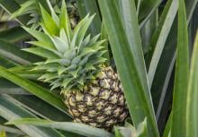 Pineapple and leaves