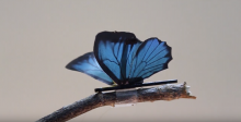 KAIST robotic butterfly