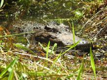 Siamese crocodile