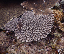 Reef-building coral