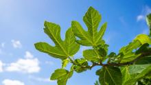 Fresh green fig leaves on a branch viewed against a bright blue sky with soft clouds, representing fig leaves as a natural source of ficin enzyme.