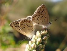 Fischer's Blue butterfly