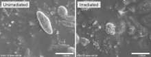 Scanning electron micrographs of melanosomes