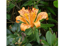  The new species of Japanese lily Lilium pacificum