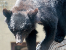 Hibernation study Japanese black bear