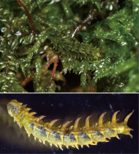 Cylindrotomid cranefly larva uncannily resembling mosses