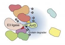 Biotinylation of interacting proteins in a protein degrader-dependent manner