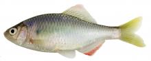 Native bittering fish, Tanakia lanceolata