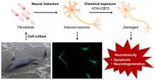Exposure of a PCB metabolite to whale-derived induced neurons caused apoptosis and neurodegeneration