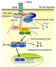  MIB2 enhances inflammation by degrading CYLD