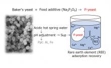 Overview of rare earth recovery using P-yeast