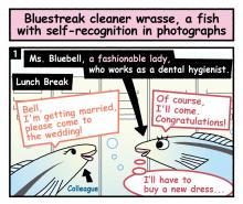 Bluestreak cleaner wrasse, a fish that can recognize themself in photographs
